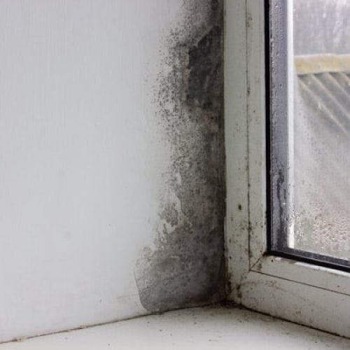 Black Mould Around My Windows